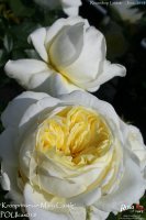 kronprinssesse-mary-2