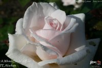 whiter-shade-of-pale