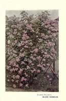 blush-rambler-2