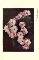 blush-rambler