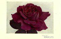 marquise-litta