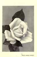 white-maman-cochet