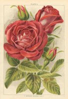 gustave-piganeau_0