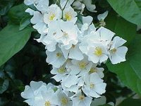 rosa_wichuraiana-z-wikipedii