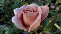 julias-rose