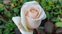 julias-rose2