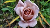 julias-rose3