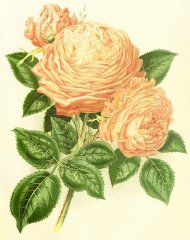 comtesse-de-serenye