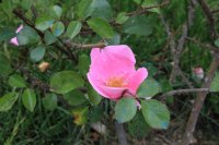 anemonerose-schnidt