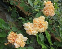 crepuscole2