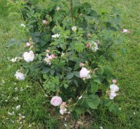 duchesse-de-montebello