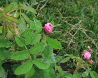 duchesse-de-verneuil