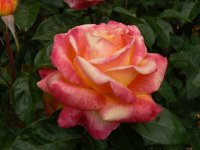 love-peace-1.jpg