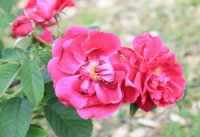 mrs-anthony-waterer