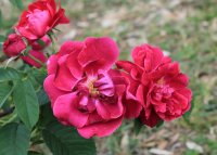 mrs-anthony-waterer2