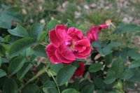 mrs-anthony-waterer4