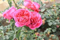 perfum-de-grasse