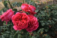 perfum-de-grasse1