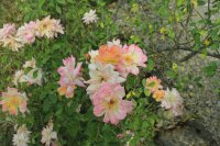 phyllis-bide