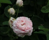 prolifera-de-redoute