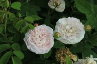 prolifera-de-redoute2