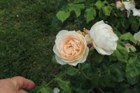 sweet-juliet