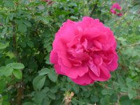 cerise-bouquet