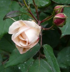 comtesse-de-noghereaa.jpg
