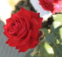 asso-di-cuori2