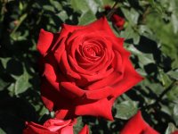 asso-di-cuori3