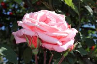 blessing-clg2