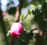cerise-bouquet