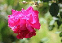 cerise-bouquet2