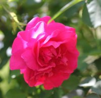 cerise-bouquet3