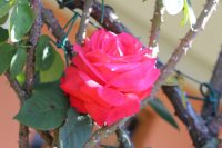 coral-fiesta-clg3