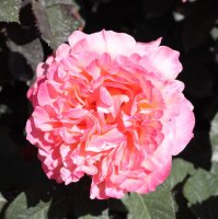 etrusca3
