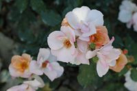 florita