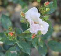 florita2