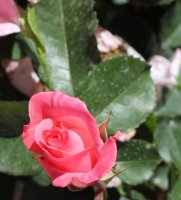 gisella2