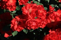 la-rossa