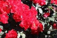 la-rossa2