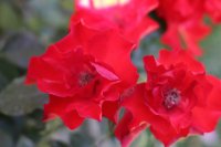 la-rossa3