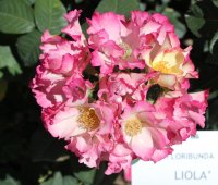 liola