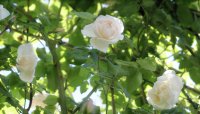 mme-alfred-carriere2