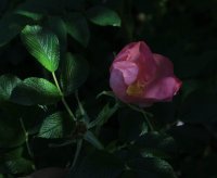 mme-rene-grvereaux