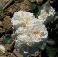 nisso-fumagalli2
