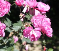 old-blush