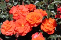 orange-pasion3