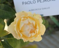 paolo-pejrone