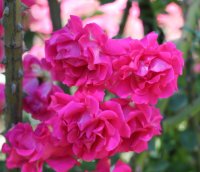 pretty-pink